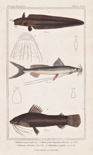 PESCI BAYAD PLOTOSUS Albilabris Pesce Lithografia Cuvier 1835 EUR 15,43 ...