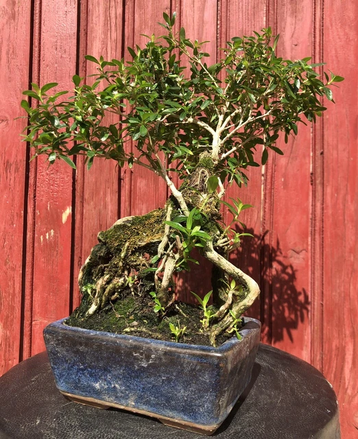 Bonsaï Serissa Phoetida Neige De Juin H32Cm 8Ans Racines Aeriennes