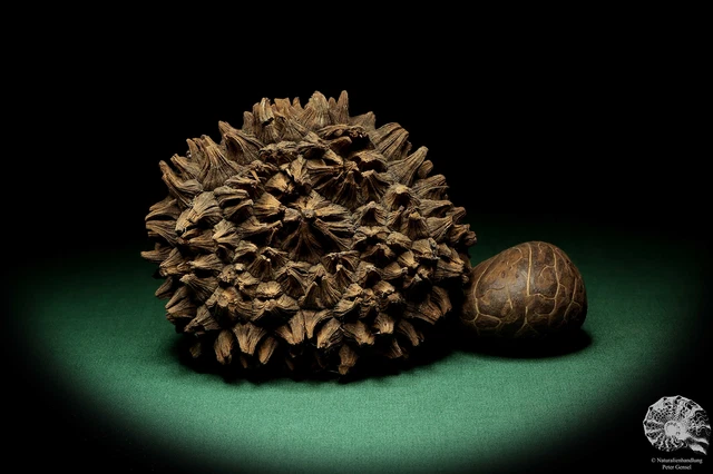 Phytelephas macrocarpa Sudamérica palma reciente frutos secos fruta seca decoración