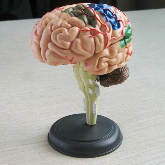 4D DISASSEMBLED ANATOMICAL Human Brain Model Anatomy Teaching Hot Q0 £ ...
