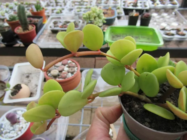 Peperomia rotundifolia var. hope 'Trailing Jade' ~ Houseplant ~ 1 plant