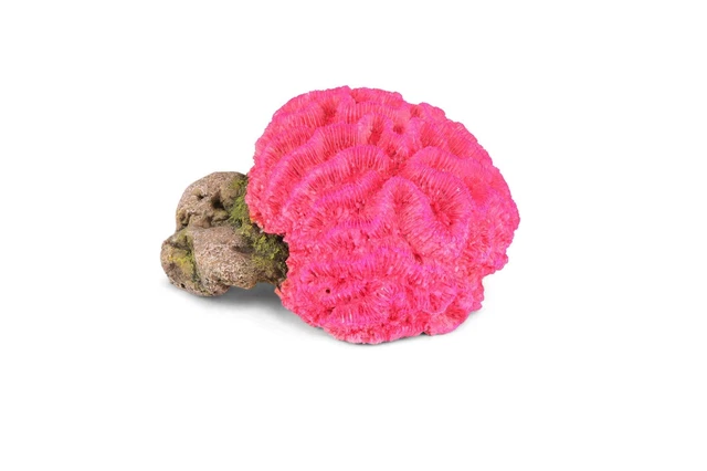 Kazoo Fluro Brain Coral, Pink Large