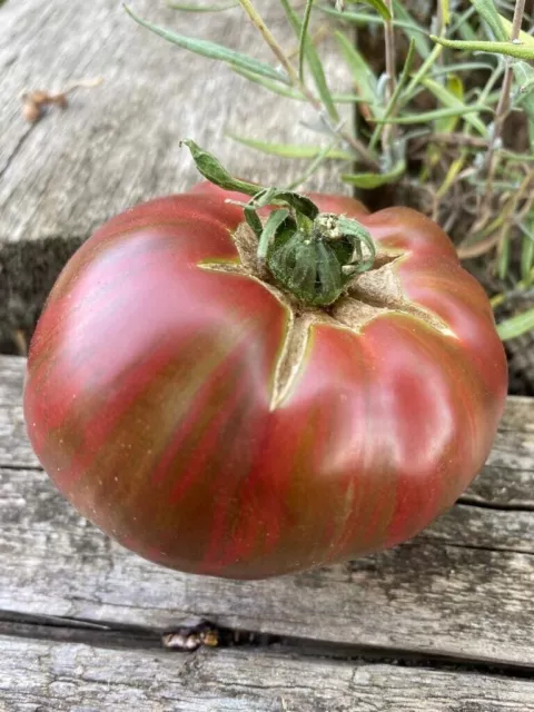 TOMATE ENANO FESTIVAL DE ADELAIDE - AUSTRALIA - 5+ Semillas Seeds Graines P 552