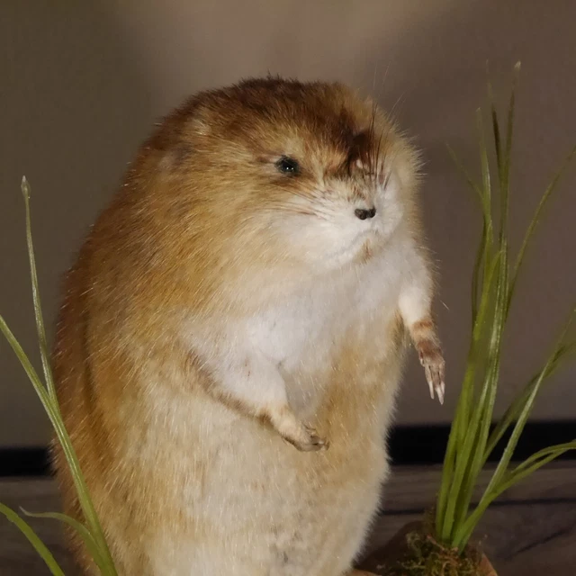 Bisamratte Rata Preparado Nuevo Decoración Podio Altura 31CM para Animales 3