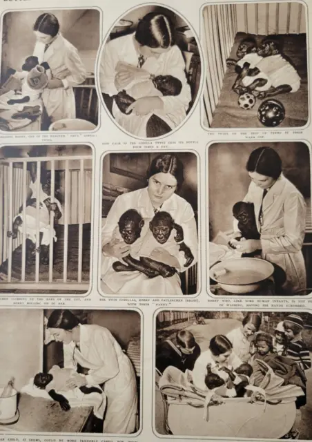 Baby Gorillas Treated Like Humans 1935 Article Illustrated London News ~14.5x10"