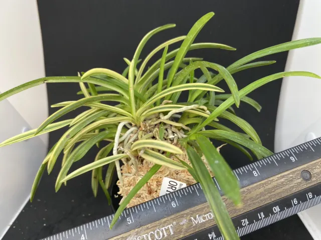 (BIN)Neofinetia falcata(japaneseorchids)white stripe/ORIHIME 織姫