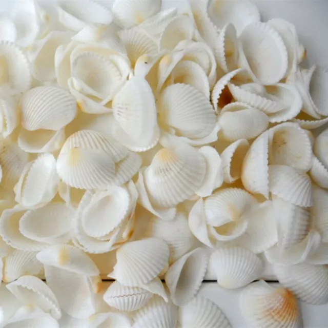 20-pack Mini Fan Shells Natural Seashells Ornament Fish Tank Beach Wedding Decor