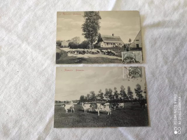 Lot de 2 Cpa cartes postale Belgique RENAIX les environs vaches et moutons