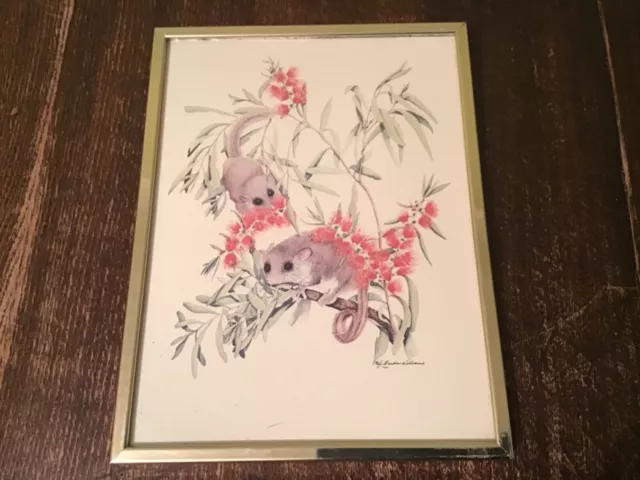 Vintage Possum Kay Breeden Williams Australia Wild Life Watercolour/Print Signed
