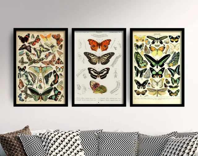 Butterflies - Set of 3 Adolphe Millot Art Prints - Butterfly Poster Animal 2