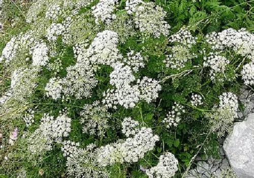 1.500 Samen Pimpinella anisum, Anis