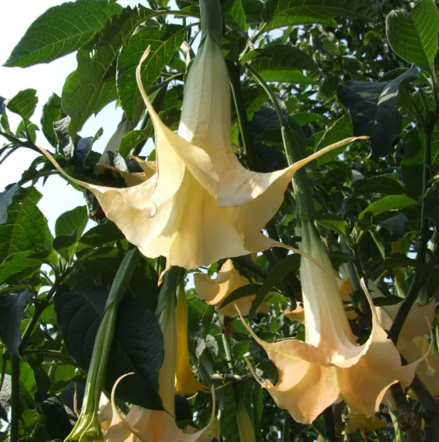 SEMI Colorengioia TROMBA ANGELO GIALLA grandi piante giardino d'inverno sementi