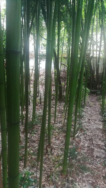 Canne di bamboo da Arredamento
