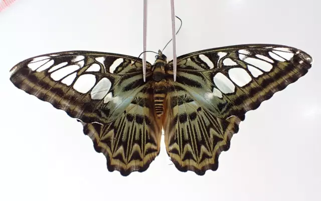N19129. Unmounted butterflies: Nymphalidae sp. Vietnam. Nghe An
