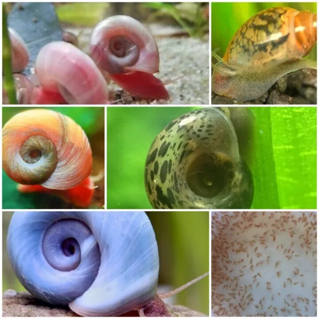 Feeder Mix Special by Happy Little Fish 50+ to 200+ Daphnia an 30 to 120 Snails