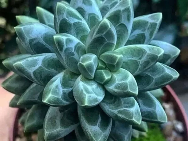 succulent seeds x30 Green Gemstone