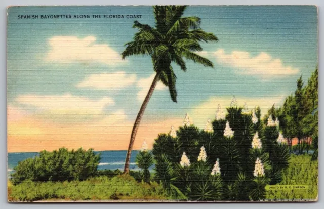 Spanish Bayonettes Florida Coast Shoreline Oceanfront Ocean Palms VNG Postcard