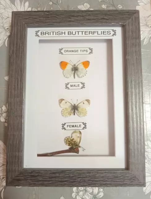 Framed British Butterflies In Wooden Frame /Taxidermy/Insect/Entomology