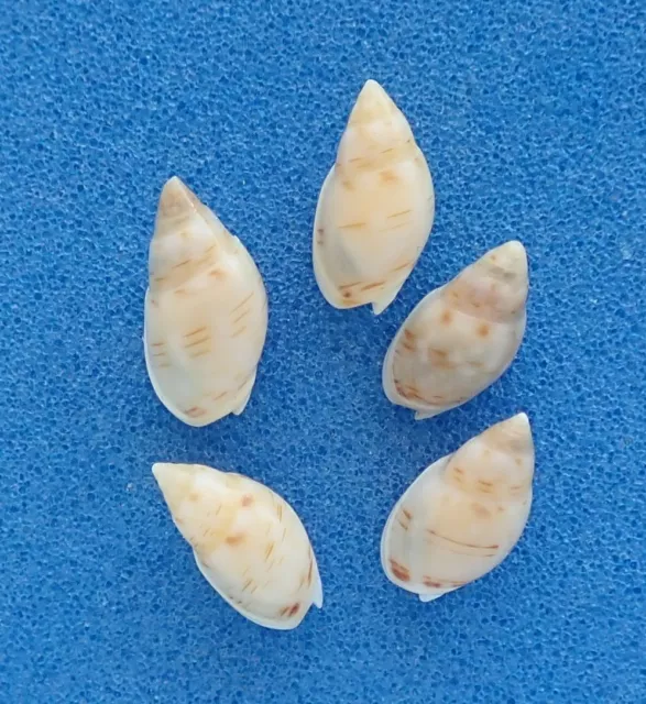 Coquillage de collection : Naytiopsis granum (x5) (Europe, Nassariidae) Seashell