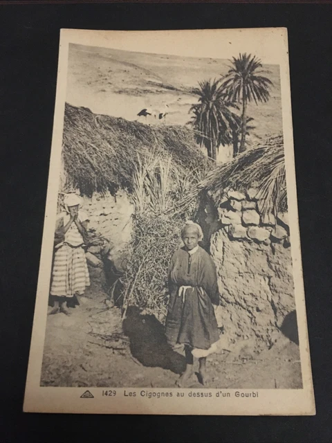 cpa maroc Cigognes Au Dessus D’un Gourbi