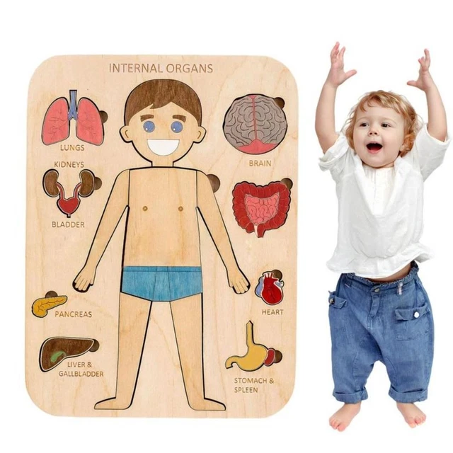 Poster Infografico Medico Della Struttura Del Corpo Umano Con Interno Maschile Femminile Organi Sistema Anatomico Bordo Intera Lunghezza Orizzontale Image417829310