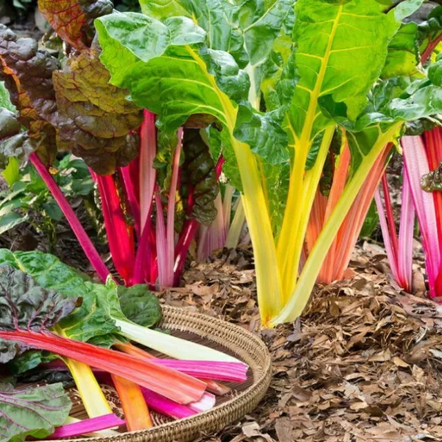 Swiss Chard Rainbow Mix - SPINACH VEGETABLE LEAF GREEN - Palong Shak - 20 SEEDS