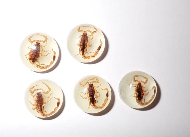 Insect Cabochon Golden Scorpion Specimen Round 13 mm Glow 5 pieces Lot