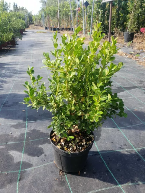 N. 50 PIANTE DI BUXUS BOSSO FAULKNER VASO CM 17 ALTEZZA 35 CM (foto reale) siepe 3