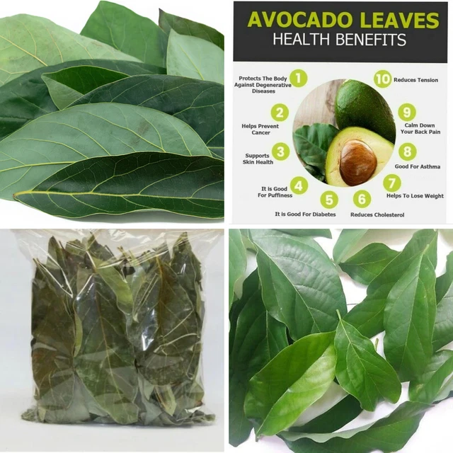 Hojas de aguacate seco orgánico puro, hoja entera seca orgánica