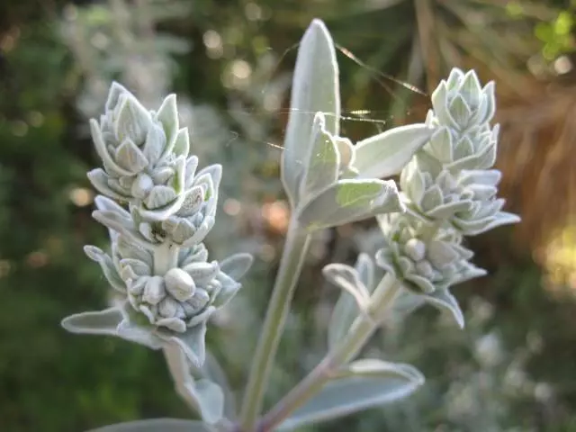 20 White Sage (salvia apiana) seeds