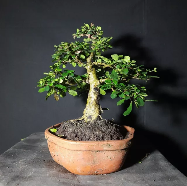 Carmona Retusa Shohin Fukien Tea Tree Luxe Style informel Bonsai Live 100173