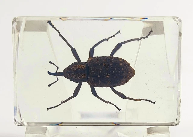 Frelon Asiatique Géant En Résine Transparente - 44 Mm - Insecte Préservé Pour Collection, Décoration Ou Support éducatif