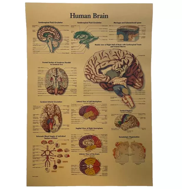 Brain Anatomy Poster Vintage Style Medical Anatomical Chart of Human Brain Print