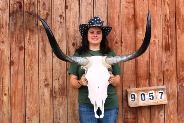 Steer Skull Polished Long Horns Mounted Art!! 3' 11" Cow Bull Longhorn H9057