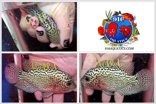 3.5 Inch King Kamfa Live Flowerhorn #W61