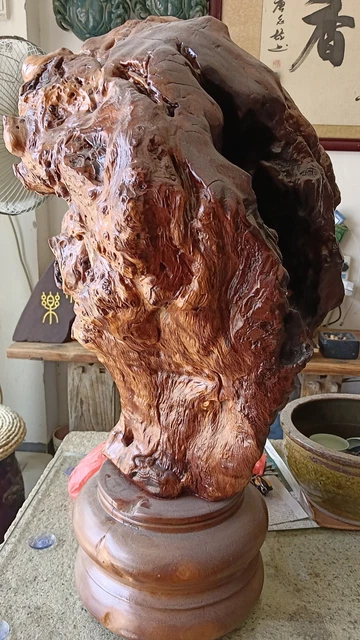 Living decoration naturally forms trees pure natural antiseptic treatment