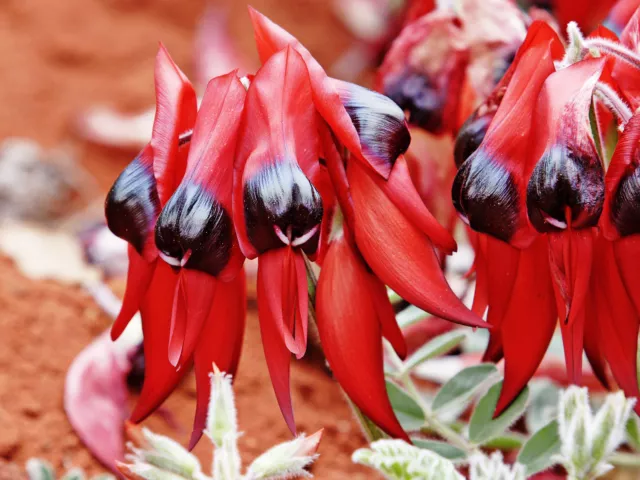 Swainsona formosa Sturts Desert Pea 10+ seeds 3