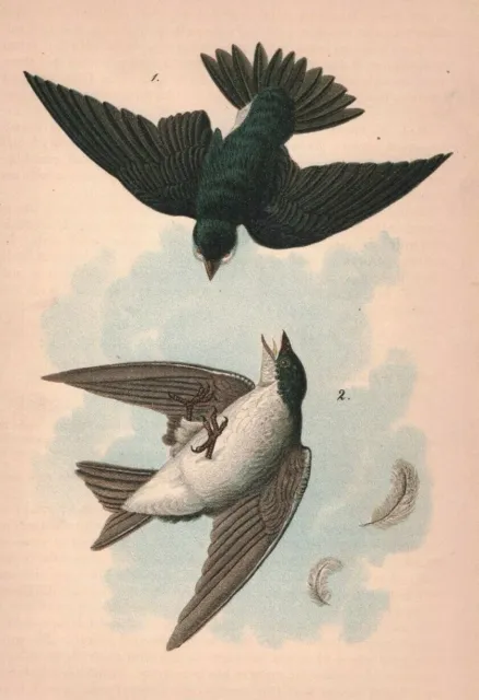 1890 Victorian Lithograph Print White-bellied Swallow Plate 38 Male Female 2P1-7