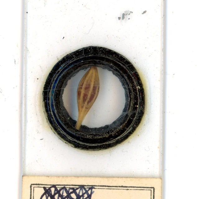 ANTIQUE GLASS MICROSCOPE slide Berry Barley Glycerine 1938 52 £9.99