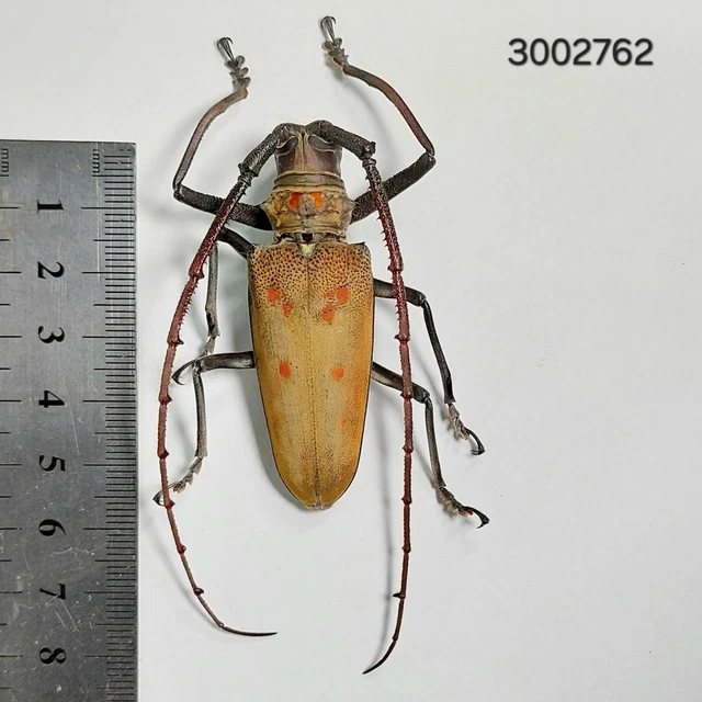 Beetles, Insects & Butterflies, Animals, Collectibles - PicClick CA