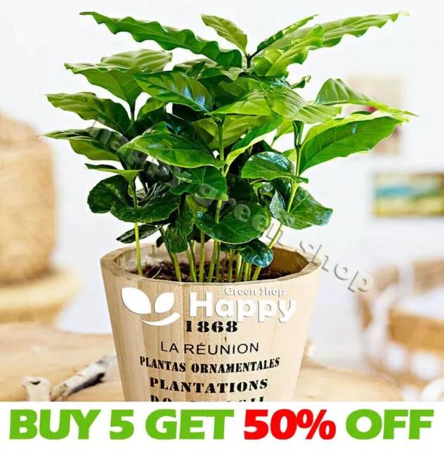 COFFEE PLANT 10 SEEDS - Dwarf Tropical Coffee House Plant - Coffea arabica nana