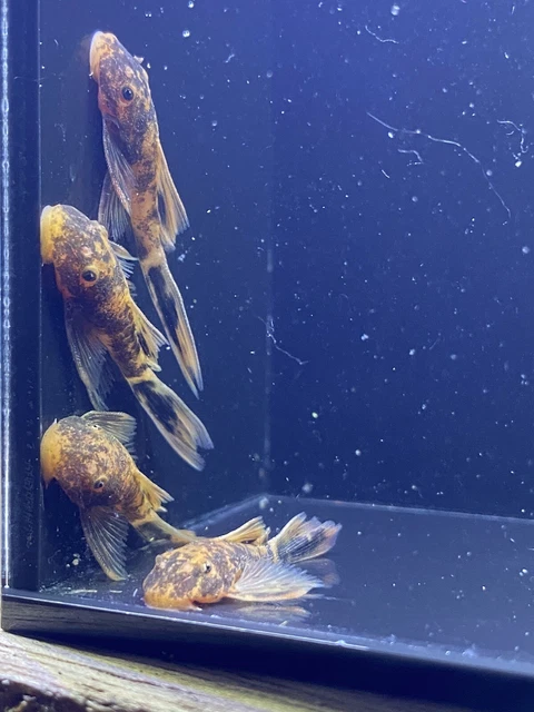 super red longfin calico bristlenose pleco 1”-1.25” (read description)