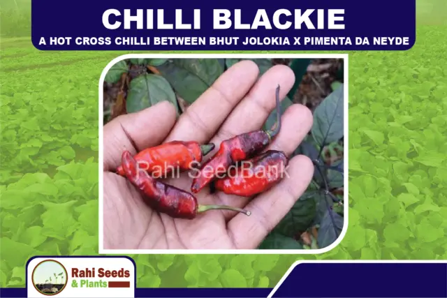 Chilli Blackie - A Hot Cross Chilli Between Bhut Jolokia X Pimenta da Neyde