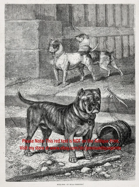 Dog Pit Bull Terriers Bulldogs, Historic 1870s Antique Engraving Print