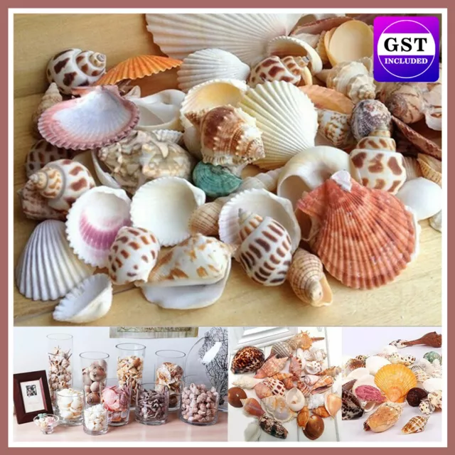 100g Beach Mixed SeaShells Mix Sea Shells Shell Craft SeaShells Aquarium AUS