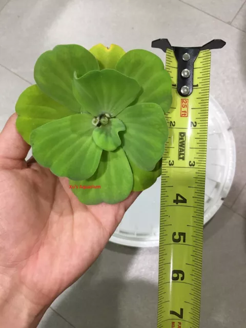 Water Lettuce, Live Aquarium/Floating/Aquatic/Pond Plant