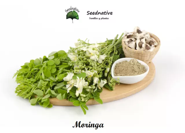 Moringa Oleifera - 10 semillas - Árbol comestible - seeds - semi - graines