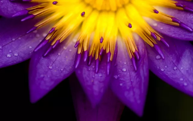 Beautiful Purple Flower Home Decor Canvas Print, choose your size.