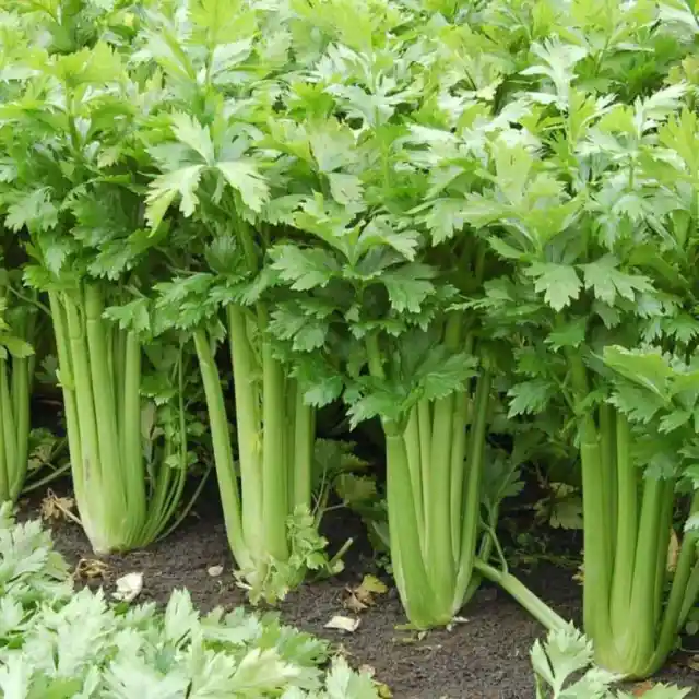 2500+ Tall Utah Celery Seeds | Non-GMO | Heirloom Fresh Garden Seeds