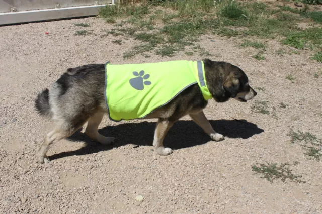 Gilet  réfléchissant sécurité jaune fluo chien chat  lapins animaux toute taille 3